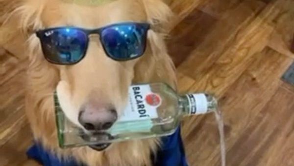 This pawty is lit - Sputnik International