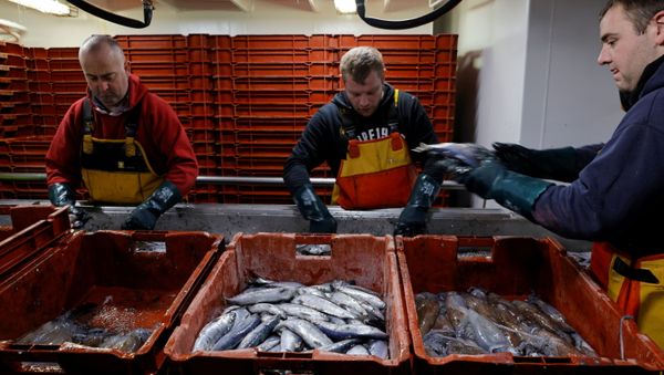 Fishermen sort fishes aboard the Boulogne-sur-Mer based trawler Nicolas Jeremy in the North Sea, off the coast of northern France, December 7, 2020.  - Sputnik International