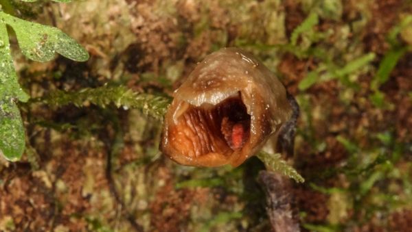 A photo of Gastrodia agnicellus, posted on Twitter, December 22, 2020  - Sputnik International