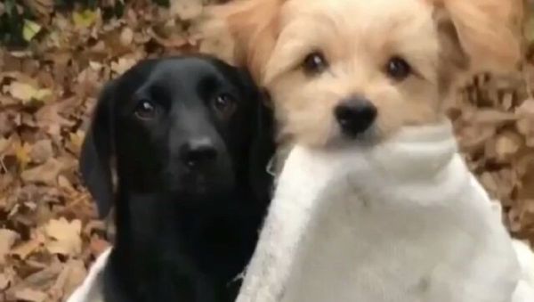 Dogs - Sputnik International