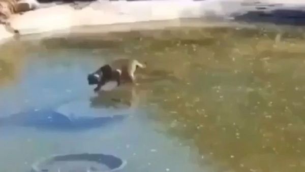 The cat was probably so confused - Sputnik International