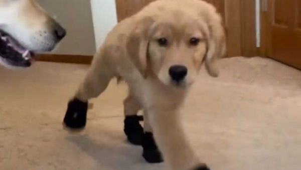 New boots, who dis! - Sputnik International