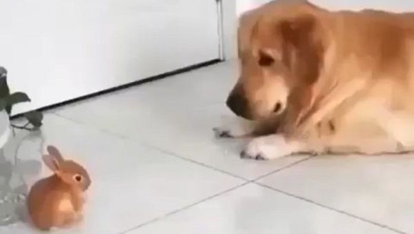 Dog - Sputnik International