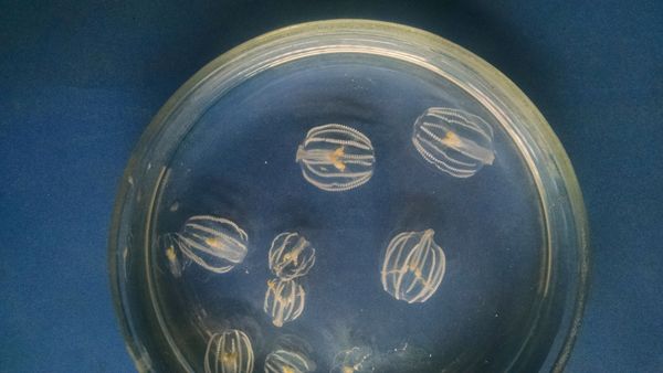 Jellyfish Pleurobrachia  - Sputnik International