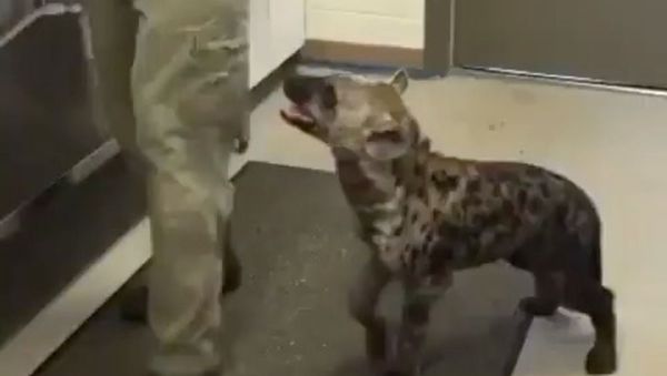 Hungry Hyena Cannot Keep Calm, Gets Notorious Over Delayed Snack Time - Sputnik International