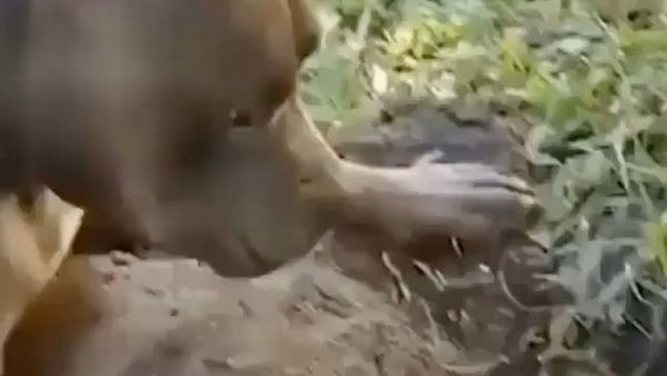 ‘Just Need Some Space’: Watch This Groundhog Try Hard To Catch a Break from his Pitbull Buddy - Sputnik International