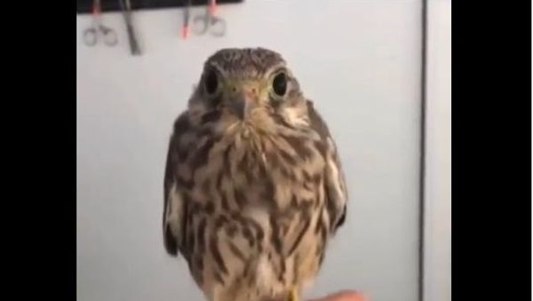 Little Birdie Dancing to Song ‘I Like To Move It’ Will Make You Groove - Sputnik International