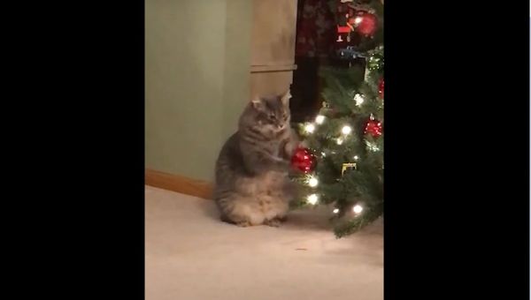 a Cat - Sputnik International