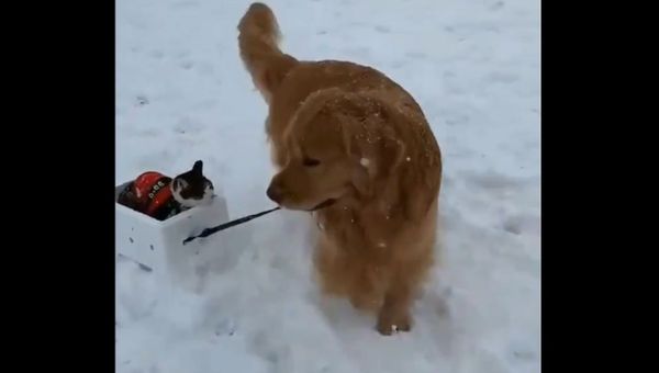Make Way for Kitty Santa Claus! Golden Retriever Gives Cat a Sleigh Ride - Sputnik International