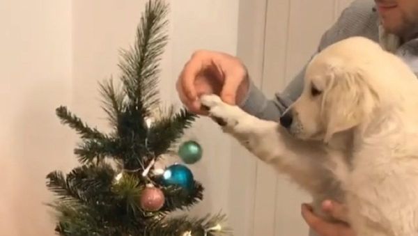 Cutest lil helper Cutest lil helper - Sputnik International