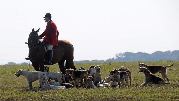 Hunter and hounds - Sputnik International