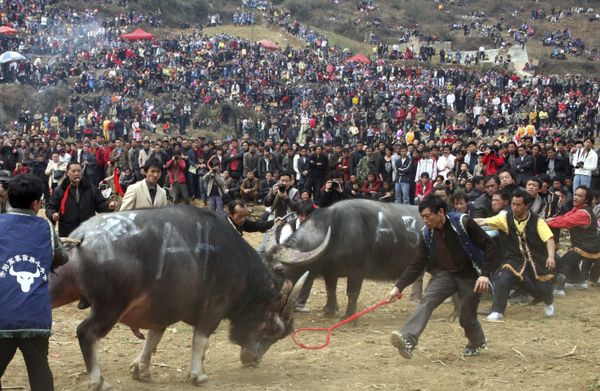 Bull in Human Culture Across the Globe - Sputnik International