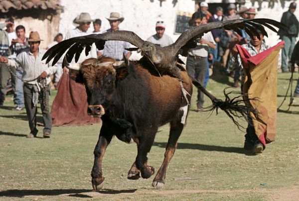 Bull in Human Culture Across the Globe  - Sputnik International