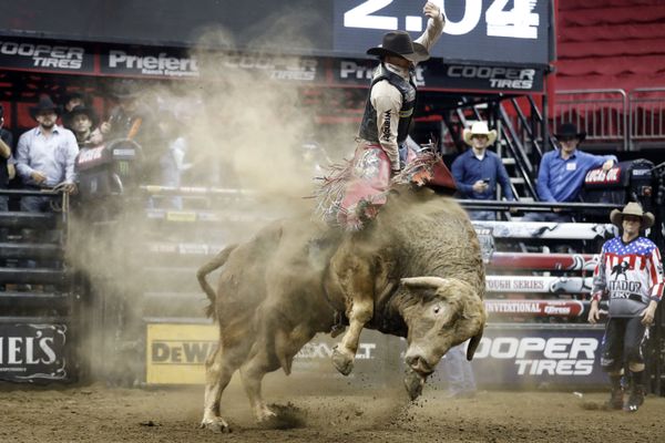 Bull in Human Culture Across the Globe  - Sputnik International