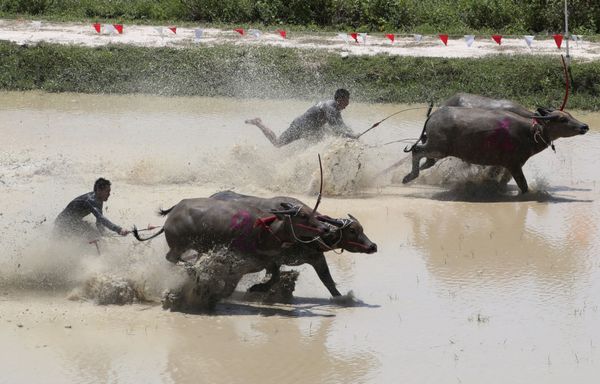 Bull in Human Culture Across the Globe  - Sputnik International