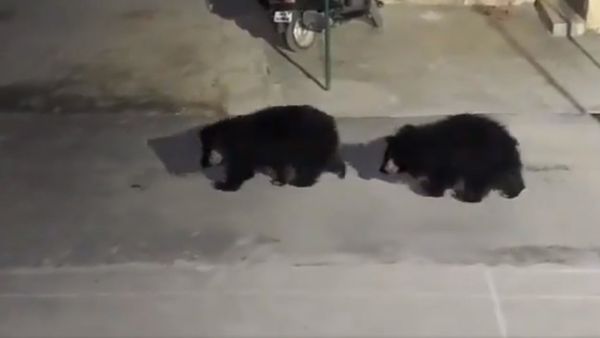 Bears - Sputnik International