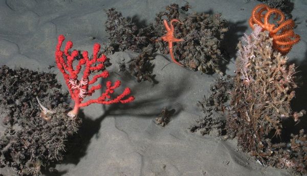 Photo: Researchers Discover 12 New Deep-Sea Species in Multi-Year Study of Atlantic Waters - Sputnik International
