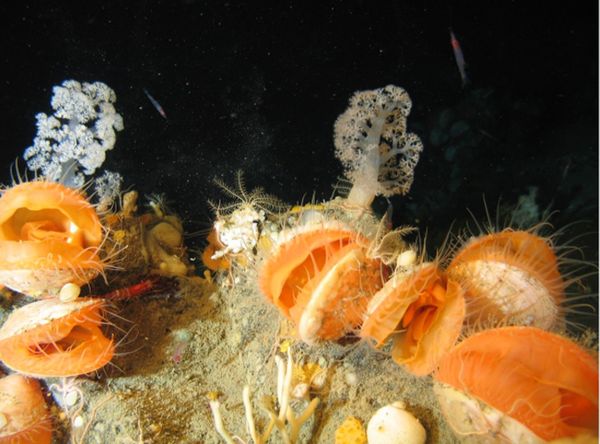 Photo: Researchers Discover 12 New Deep-Sea Species in Multi-Year Study of Atlantic Waters - Sputnik International