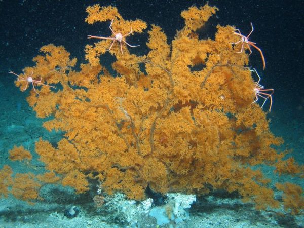 Photo: Researchers Discover 12 New Deep-Sea Species in Multi-Year Study of Atlantic Waters - Sputnik International