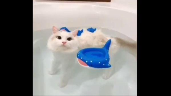 Cat - Sputnik International