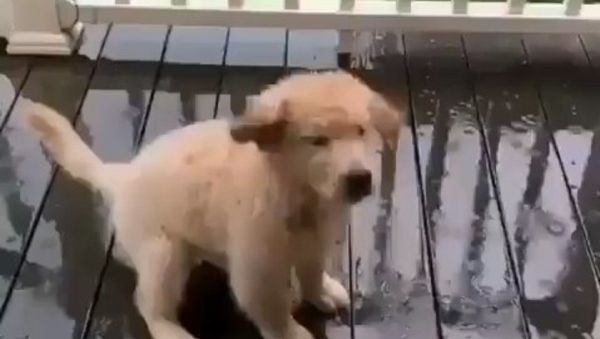 Enjoying the rain - Sputnik International