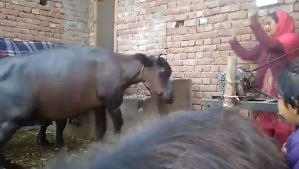 This is one hilarious video just received from my sister. Someone nearby her home had good fun dancing with a buffalo - Sputnik International