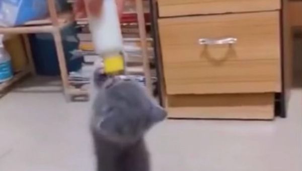 This Tiny Smol Kitten Won't Leave Her Food for Anyone in the Family - Sputnik International