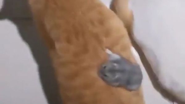 Cat and hamster - Sputnik International