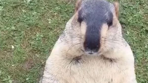 Groundhog ready to fight fo food - Sputnik International