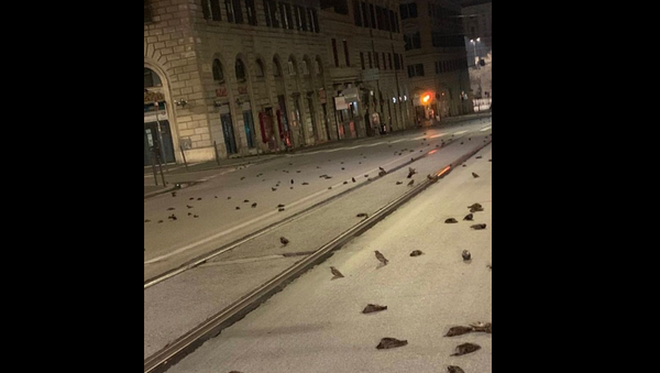 Dead birds in Rome, Italy - Sputnik International