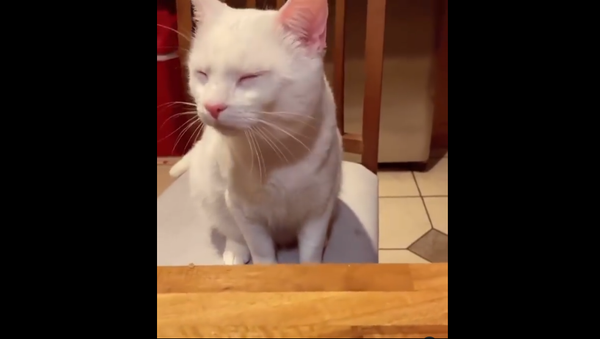 Crying cat - Sputnik International