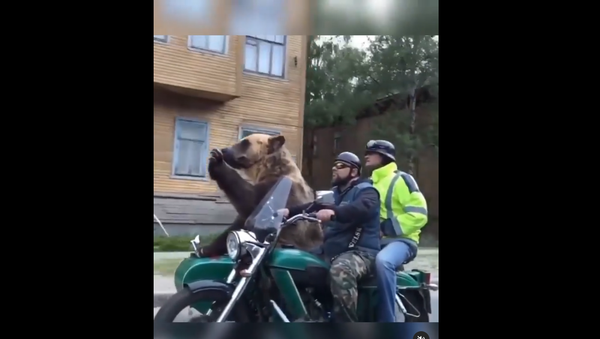 Bear on a Bike - Sputnik International