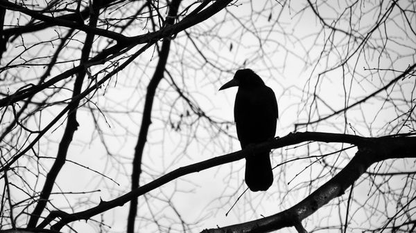 A crow - Sputnik International