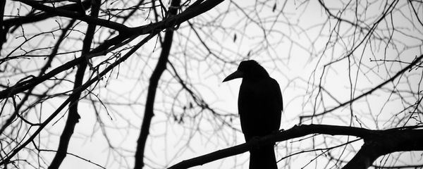 A crow A crow - Sputnik International