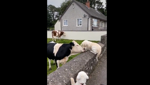 a golden retriever and a cow - Sputnik International