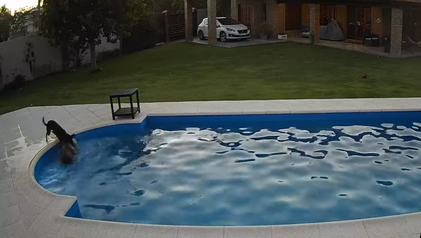 Dog Helps Blind Pooch Struggling to Come Out of The Pool - Sputnik International