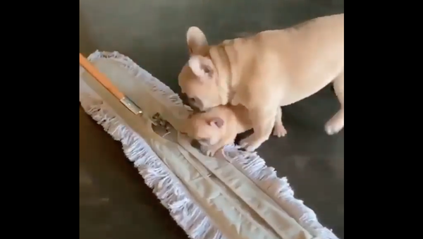 french bulldogs - Sputnik International