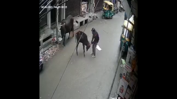 man beats calf - Sputnik International