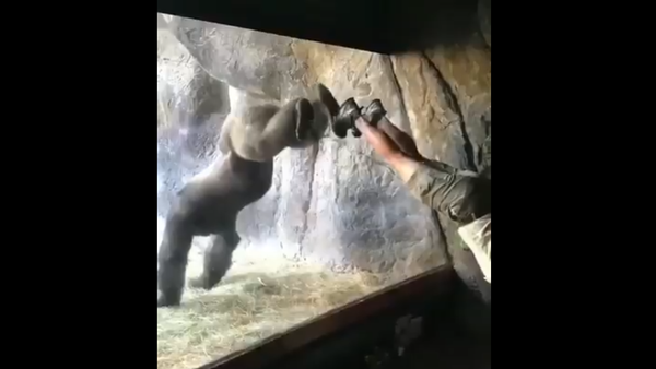 Gorilla - Sputnik International