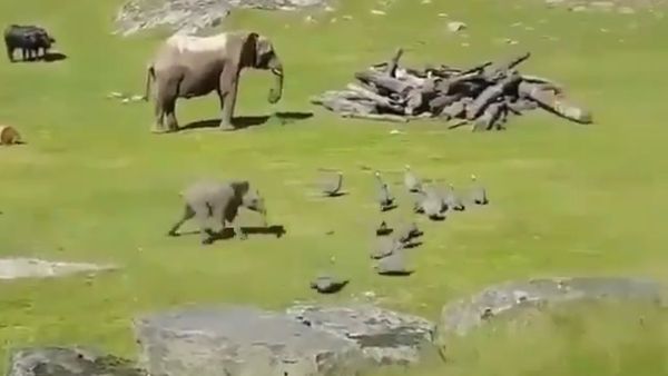 Baby Elephant Chasing Little Turkeys - Sputnik International