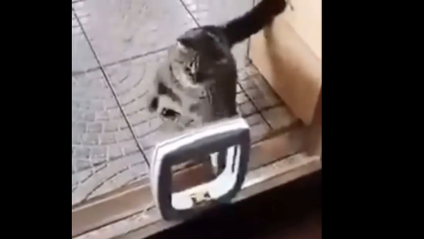 Cat - Sputnik International