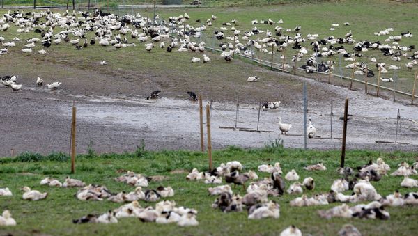 FILE PHOTO: Ducks are pictured in a field at a poultry farm in Montsoue, France, 12 January 2017,  as France continues a massive cull of ducks in three regions most affected by a severe outbreak of bird flu as it tries to contain the virus which has been spreading quickly over the past month.  REUTERS/Regis Duvignau/File Photo - Sputnik International