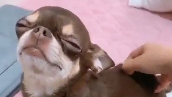 Chihuahua massage - Sputnik International