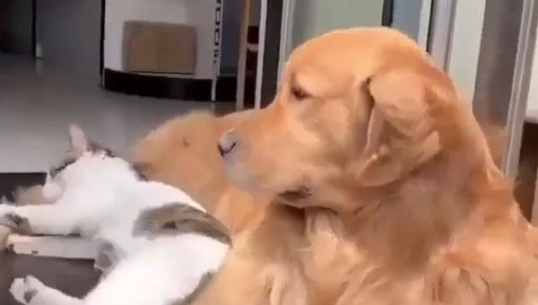 retriever and cat - Sputnik International