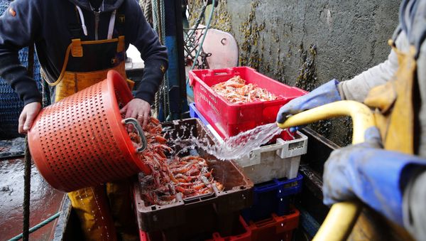 In this picture taken 3 September 2019, fisherman and crewman Alan Ferguson, right, unloads crates of freshly caught langoustines in the port of Eyemouth, on the south coast of Edinburgh, Scotland. In their drive to uncouple Britain from the European Union, pro-Brexit campaigners have made fishing one of their battlegrounds - Sputnik International