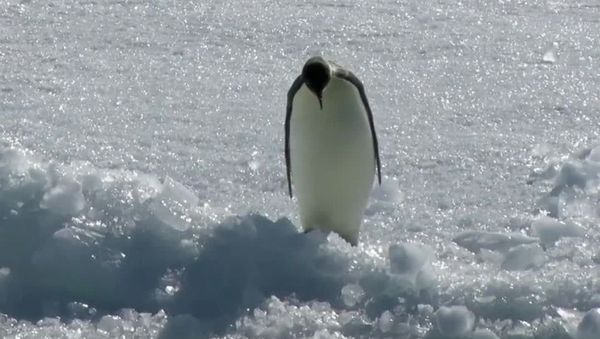 Running Into Weekend Be Like: Emperor Penguin Dives Into Icy Water - Sputnik International