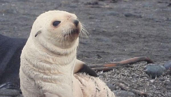 Seal Puppy Deals With Its Itch in Style - Sputnik International