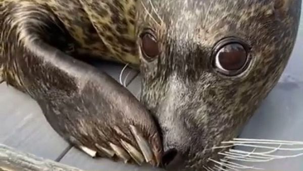 Seal - Sputnik International