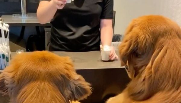 Retrievers - Sputnik International