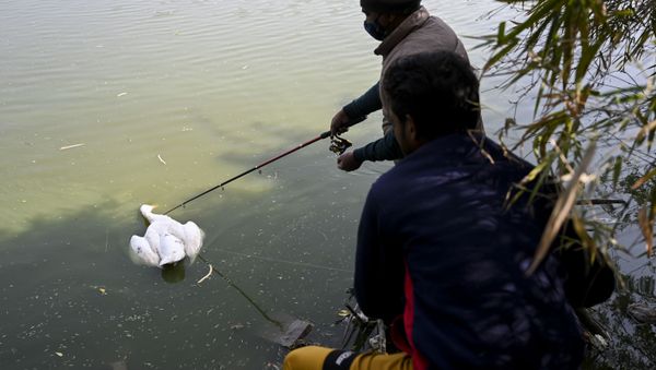 A caretaker prepares to collect a dead goose from the waters of Sanjay Lake in New Delhi on January 10, 2021 A caretaker prepares to collect a dead goose from the waters of Sanjay Lake in New Delhi on January 10, 2021 - Sputnik International